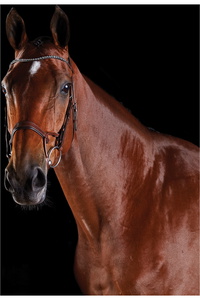 Collegiate Comfitec Crystal Bridle 8077 - Brown